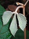 Young leaf: Ampelocissus elegans (Woolly Button Vine) photo
